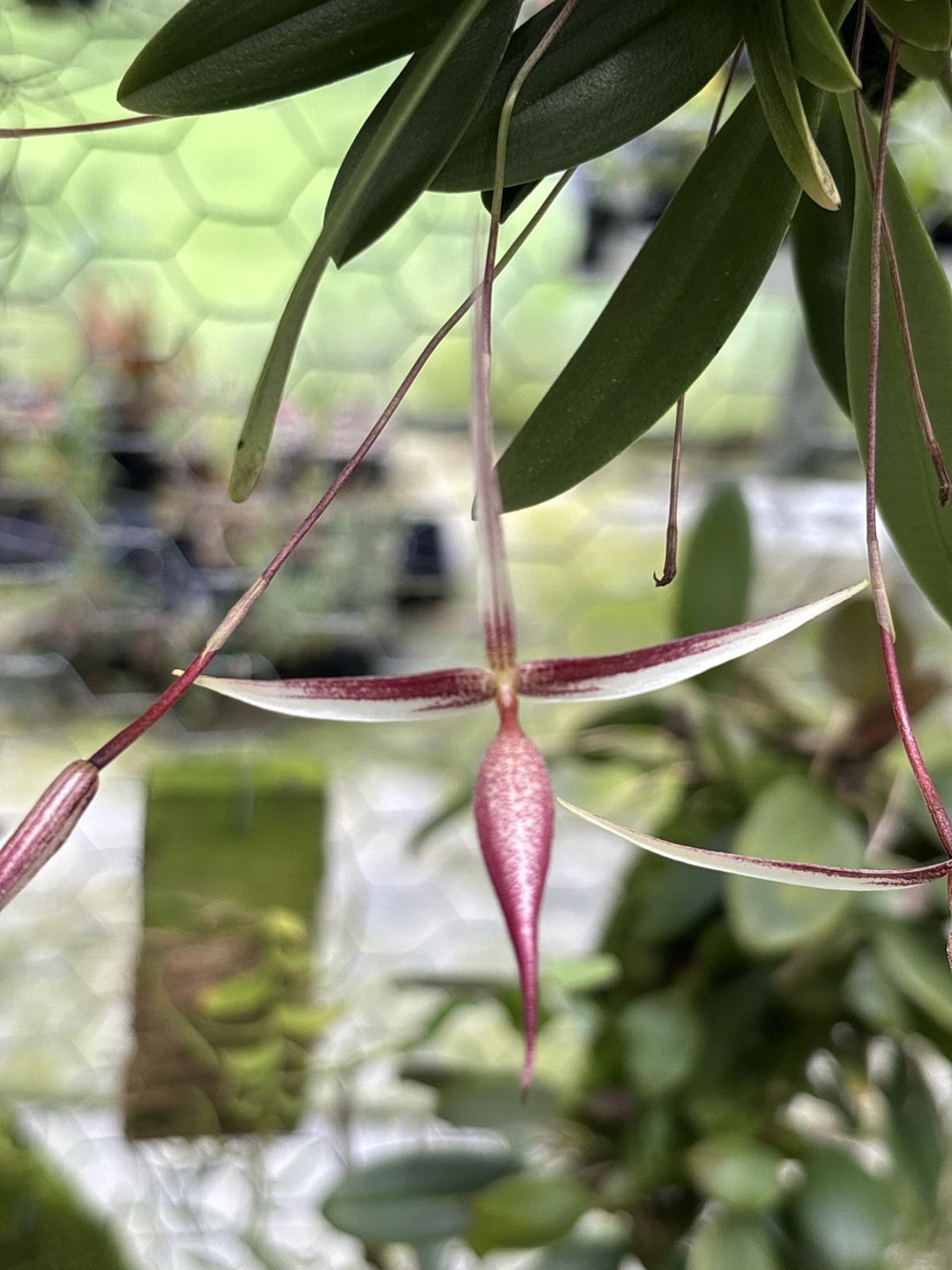 Bulbophyllum nitidum XXL MANY SPIKES miniature Orchid Species PNG