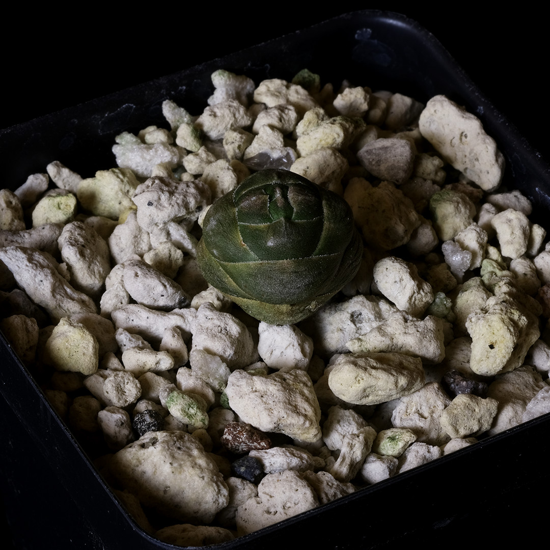 Crassula columnaris ssp. prolifera – 2.5″ tall pot – Soft Succulent