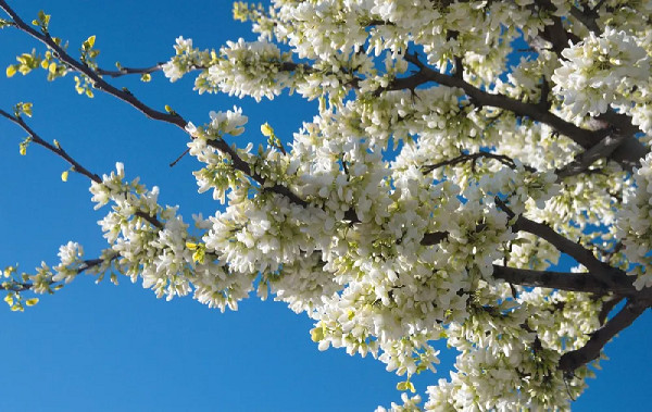 1 live plant Kentucky coffee tree up to 2 ft tall