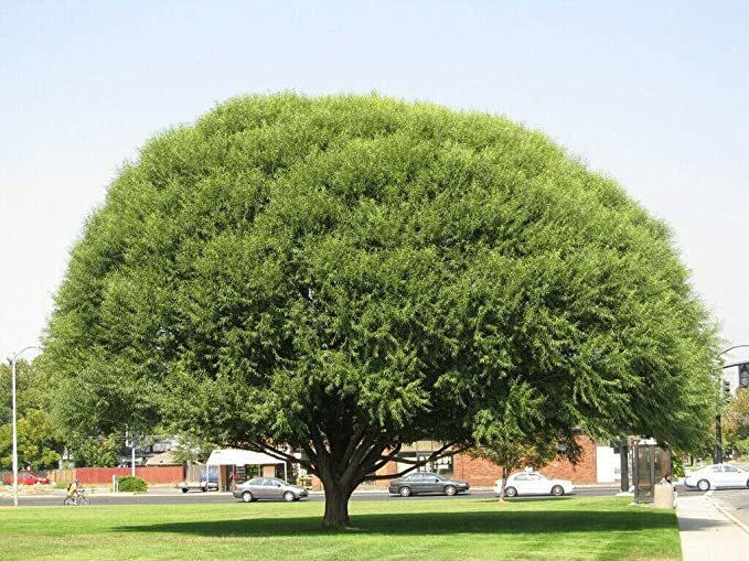 13 Globe Willows! fast cheap bulk Privacy Shade Umbrella beautiful cutting grow
