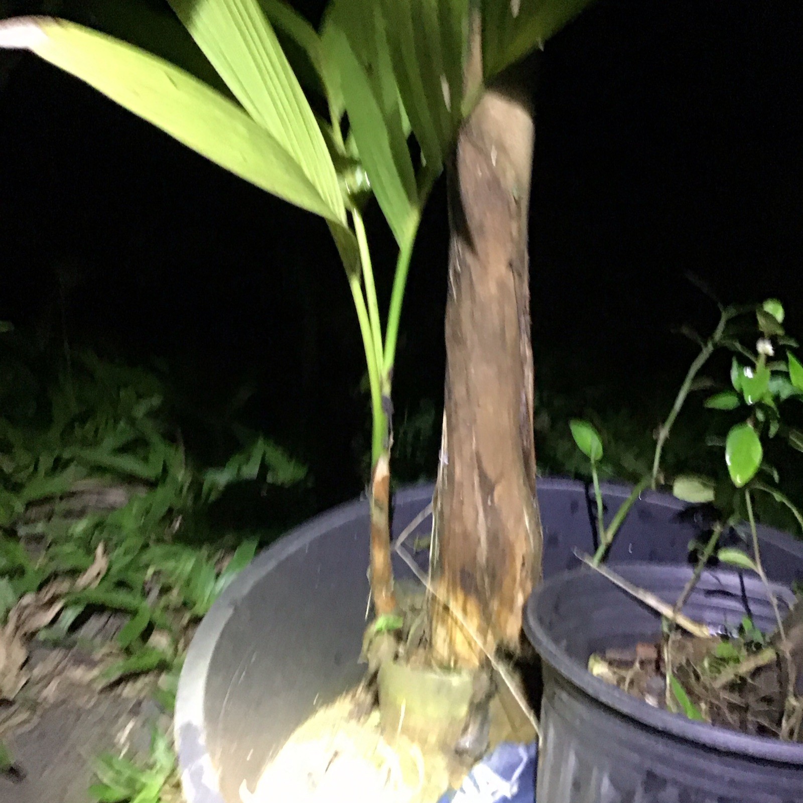 Organic Betelnut Palm Start 12-24” Live Plant Bare Root No Soil Hawaii Grown