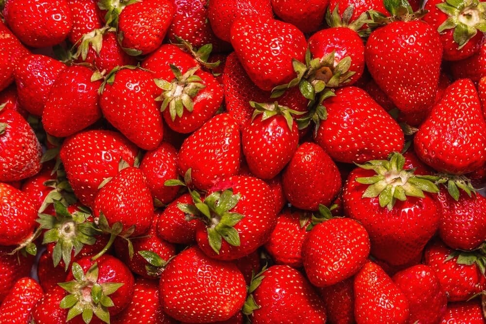Jewel Strawberry Plants Bare Root Plants