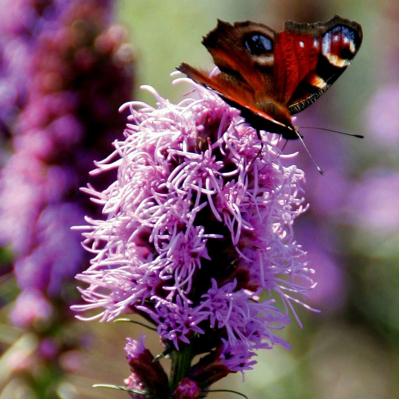 50 PURPLE BLAZING STAR FLOWER SEEDS Liatris spicata Cold Hardy-3 Butterfly Plant