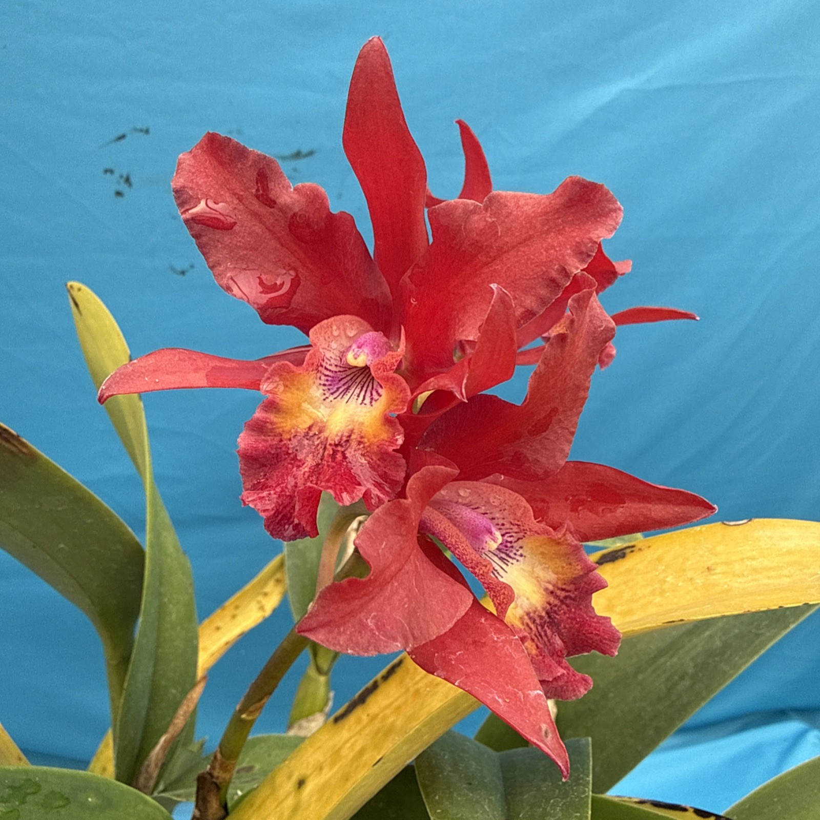 Cattleya Lcn Pauka’a Earl Reid Fragrant Blooming Red Orange Purple Orchid 9” Pot