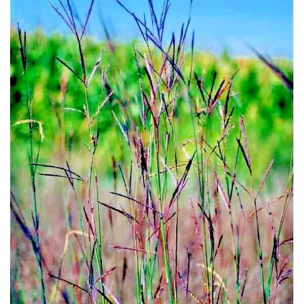 501+BIG BLUESTEM Seeds Native Tall Grass Prairie Ornamental Drought Heat Cold