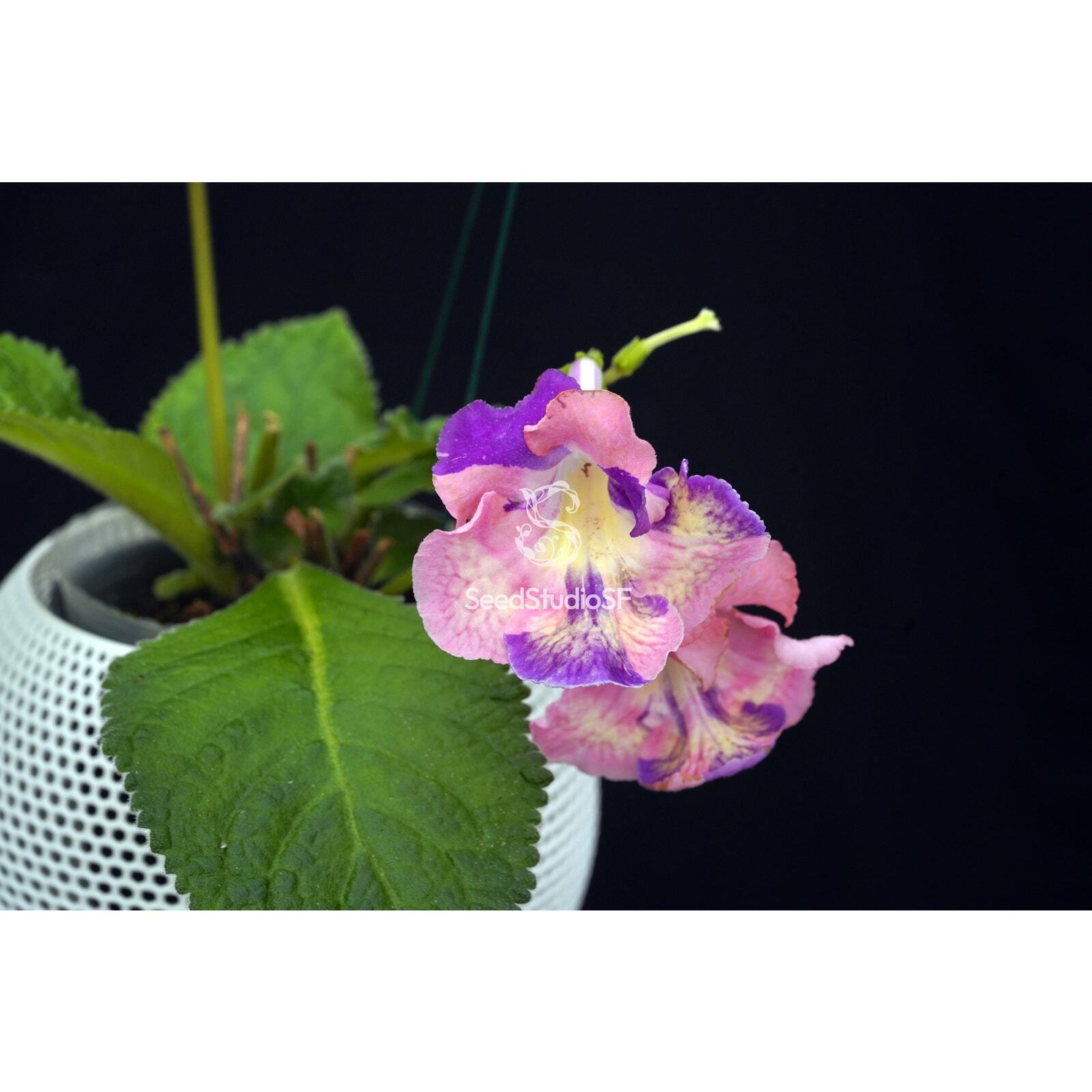 Streptocarpus [DS-2320] | Year-Round Blooms | African Violet-Like SEED STUDIO®