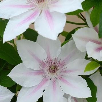 1 “Corinna” Clematis Starter Plant (Not Seeds) – US Seller