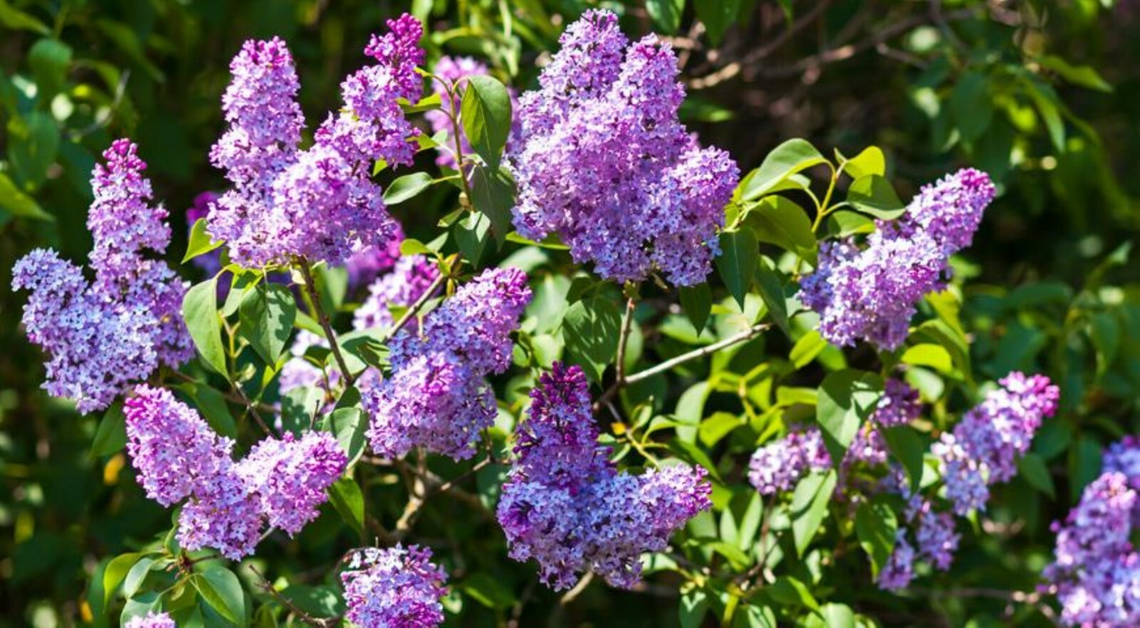 Purple Lilac 1 у.o. plant 6-10” tall, Syringa Vulgaris, Common Lilac