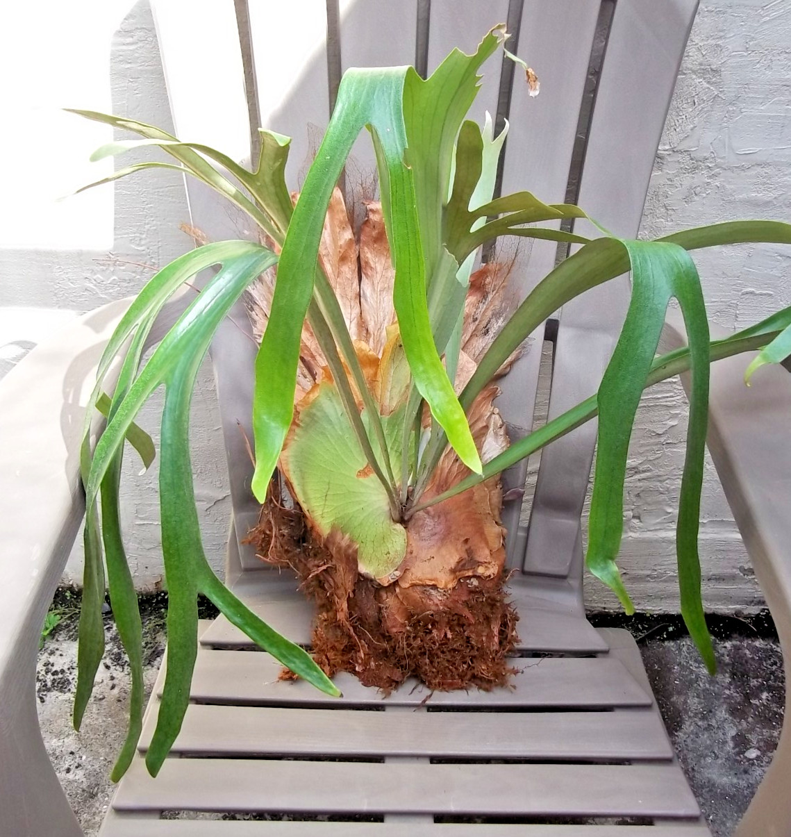 Live Plant Platycerium bifurcatum Staghorn Fern Large Bare Root Division