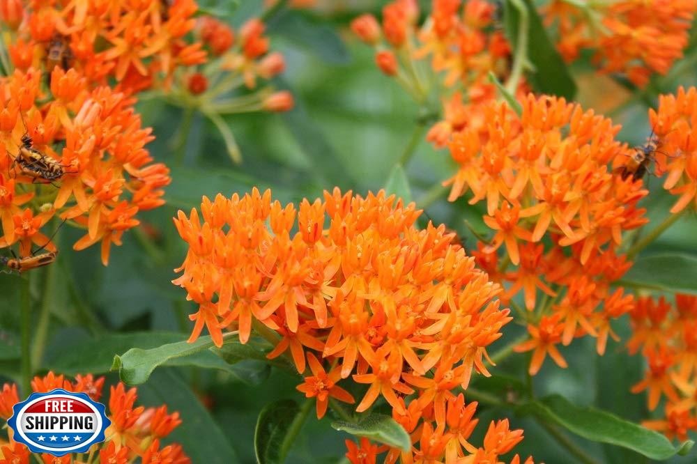 Orange Butterfly Milkweed Flower Seeds (Asclepias Tuberosa), Pack of 100 Seed