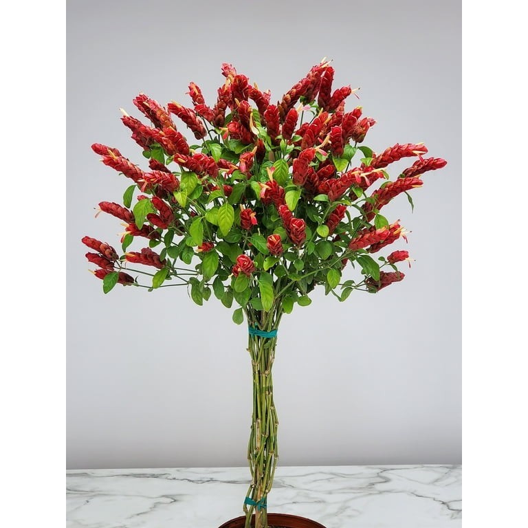 2 Red Shrimp Live Plants 7 to 10 inches Tall~Justicia Brandegeeana ~2 plug size