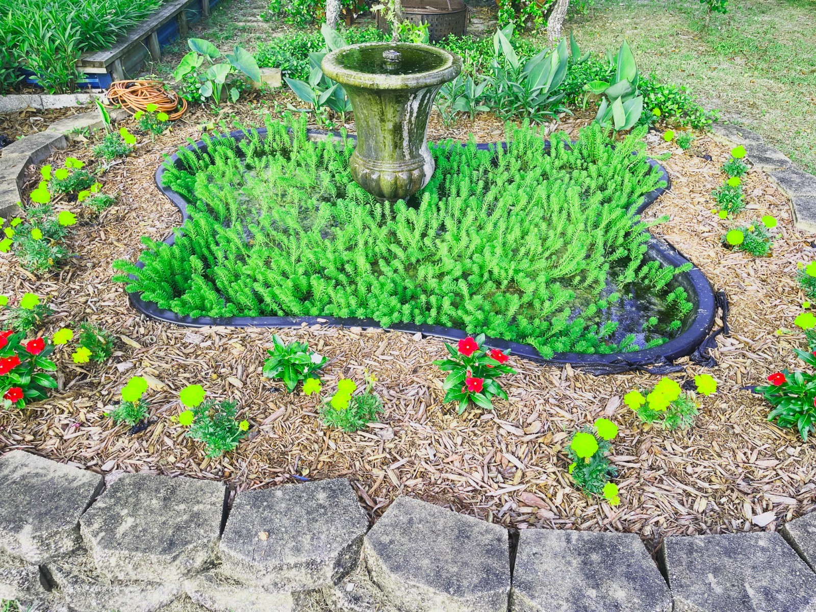 50 PARROTS FEATHER FIFTY PLANTS POND WATER GARDEN BIOFILTER ORGANICALLY GROWN