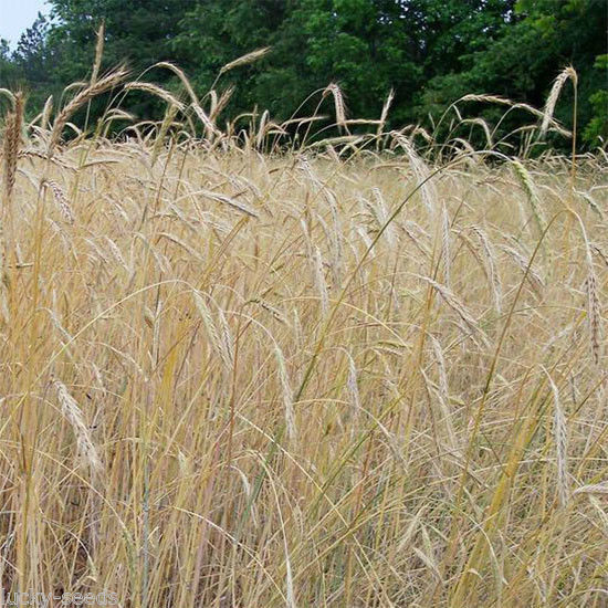 WREN’S ABRUZZI WINTER RYE GRAIN 228G SEED 50LBS Bags