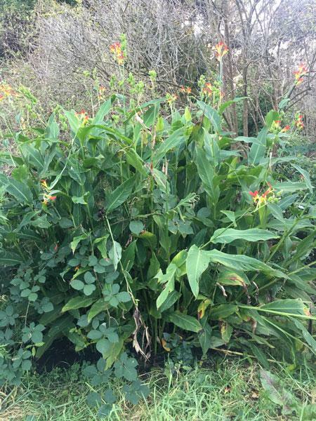 Canna speciosa | Wild Canna Lily | Red and Yellow Canna | 10 Seeds