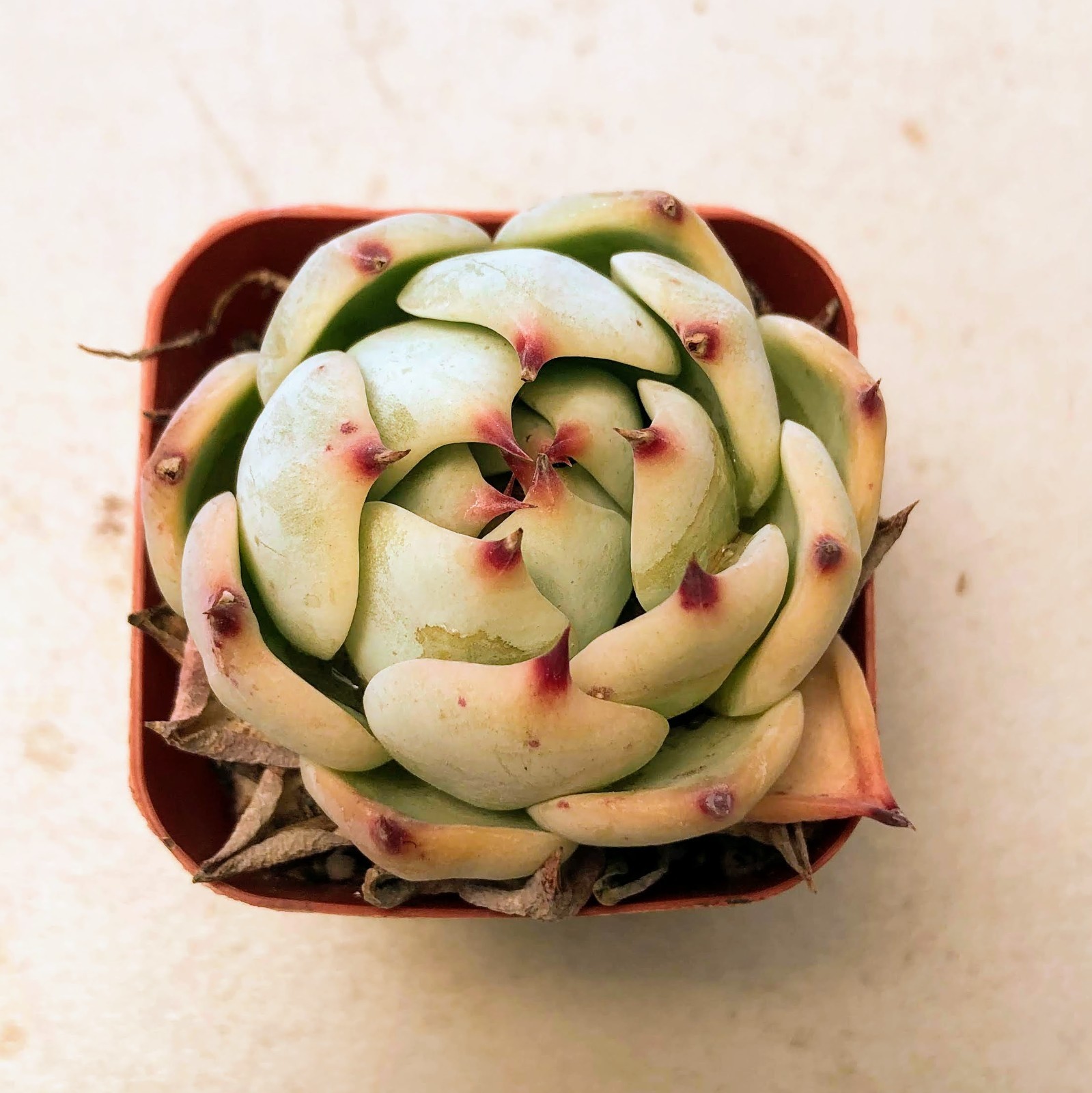 Echeveria Chihuahua Blue-green Rosettes Pink Tips Succulent