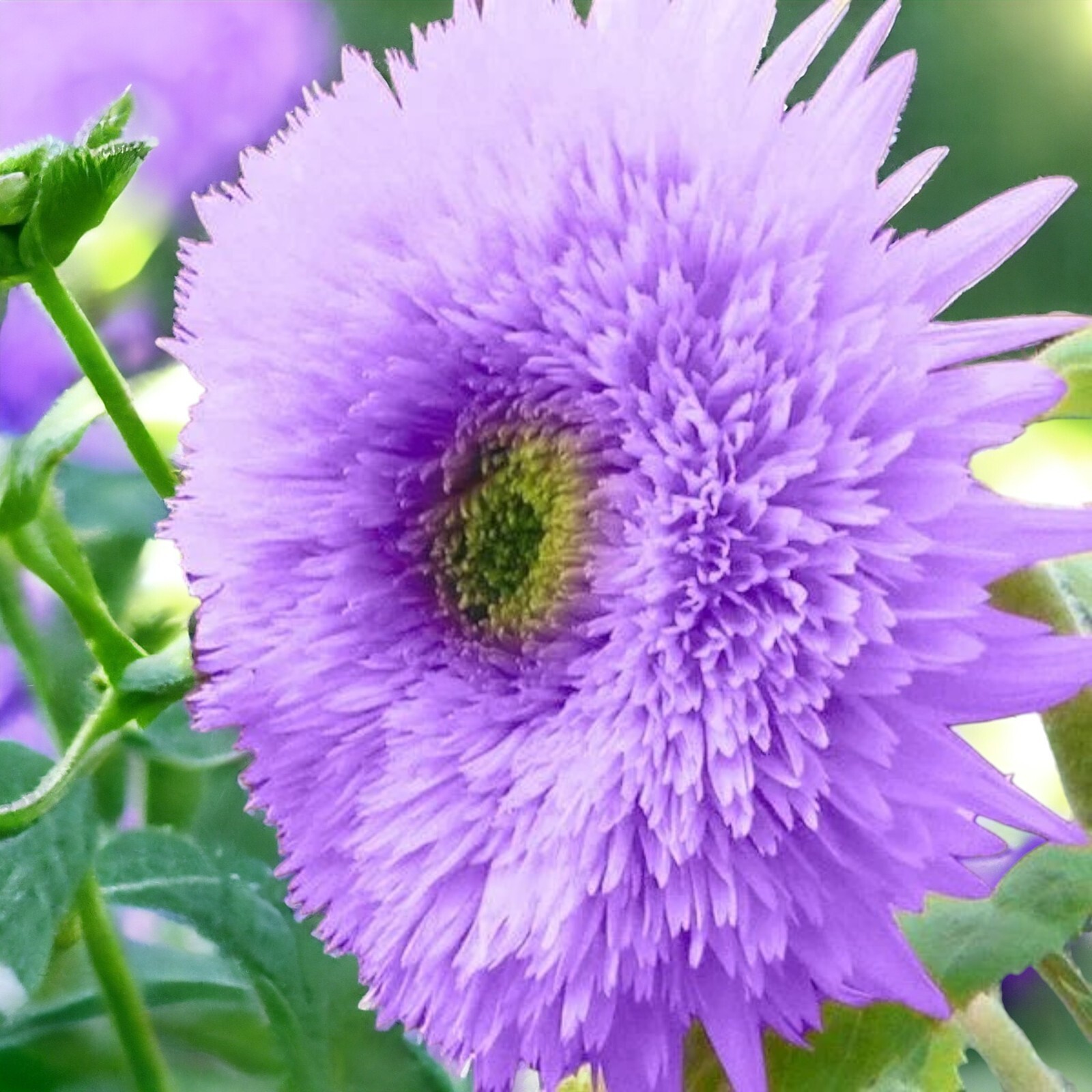 50pcs Rare Purple Teddy Bear Sunflower Seeds for Planting Non-GMO Heirloom