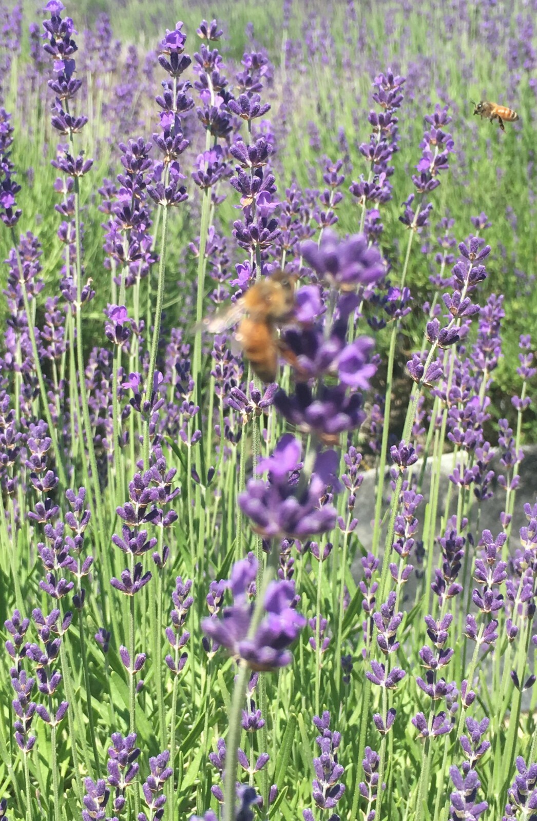 Lavender Live Plants, Spa Plants, Aromatic Herb, Well Rooted Plugs FOR SALE