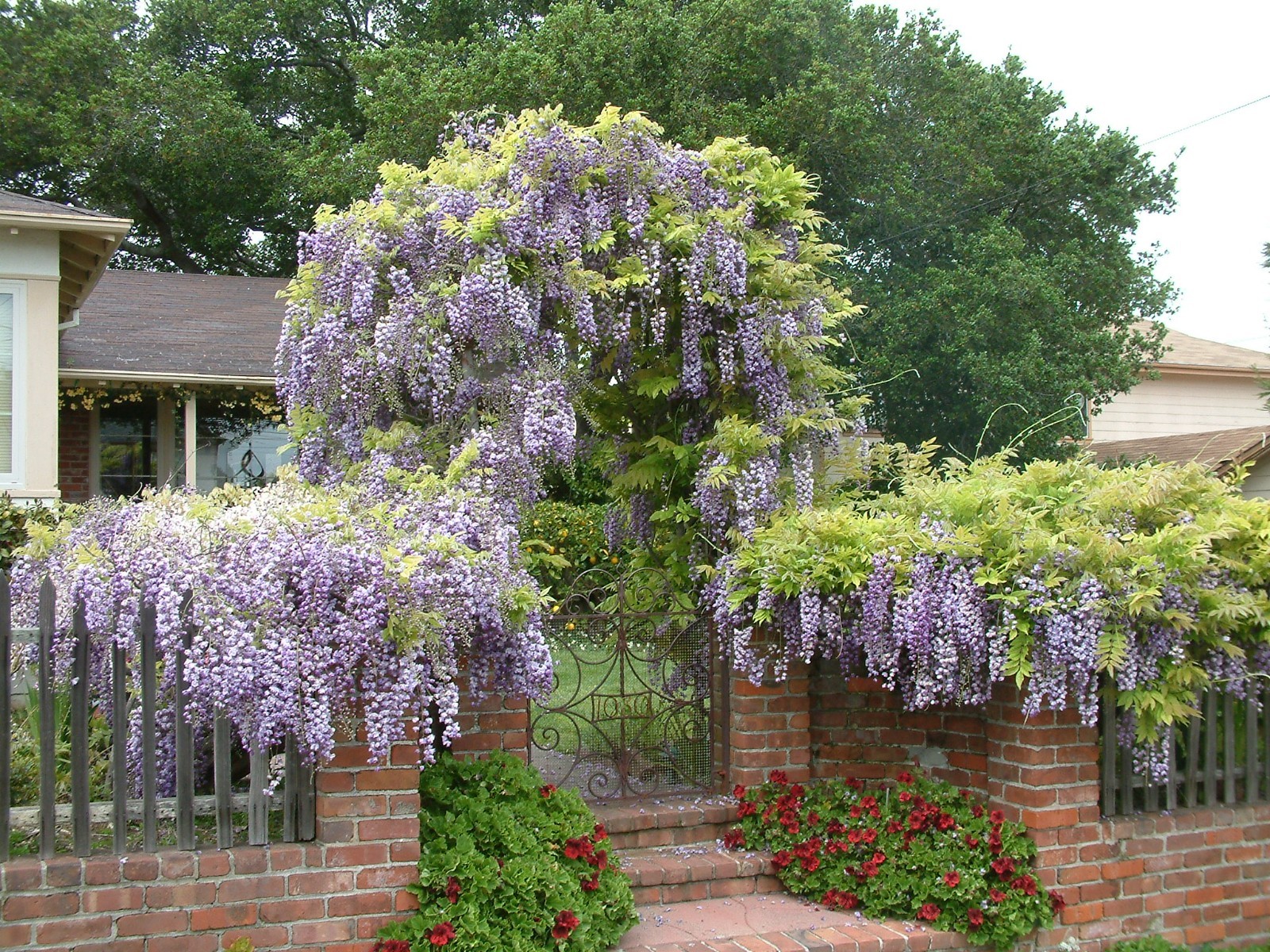 1 Chinese Wisteria 12-24″ Wisteria sinensis Starter Plant