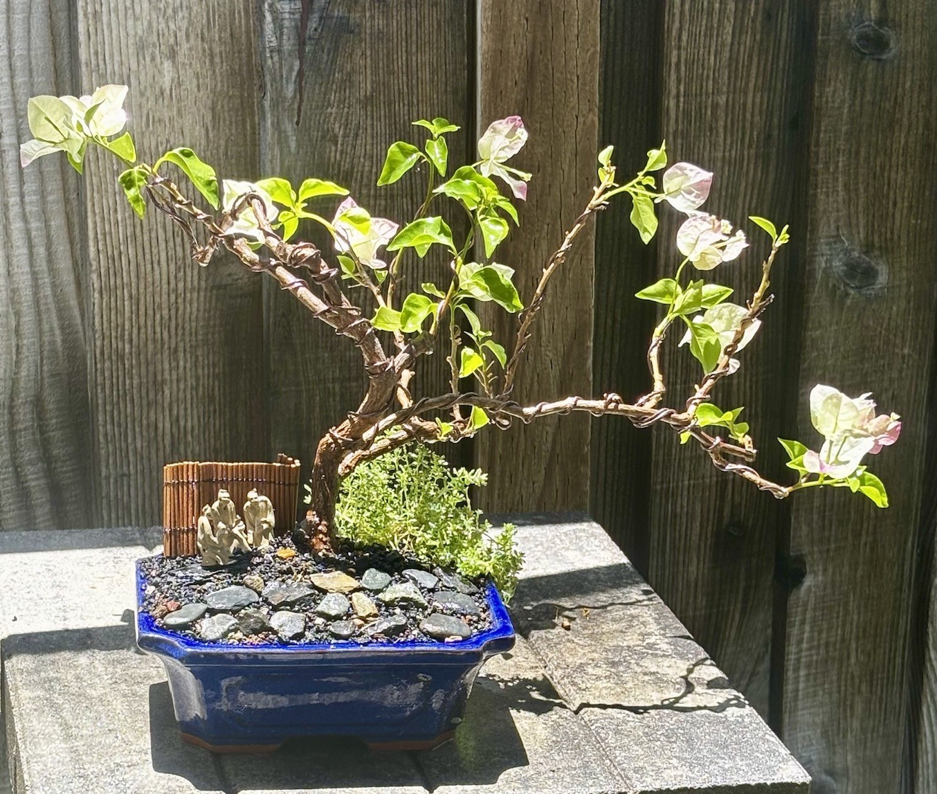 15 YEAR OLD BOUGAINVILLEA BONSAI TREE. WHITE & PINK FLOWERS “YANI’S DELIGHT”