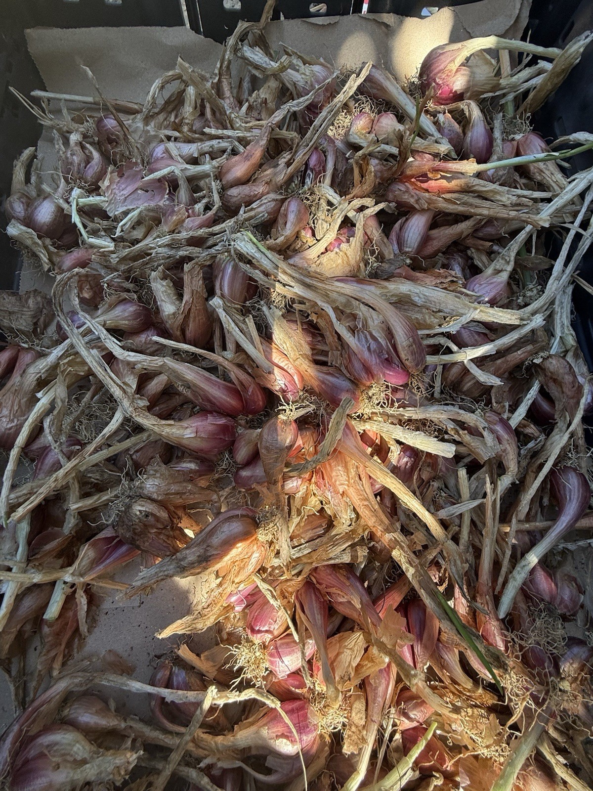 I’itoi Multiplying Onion – 10 Bulbs Per Order