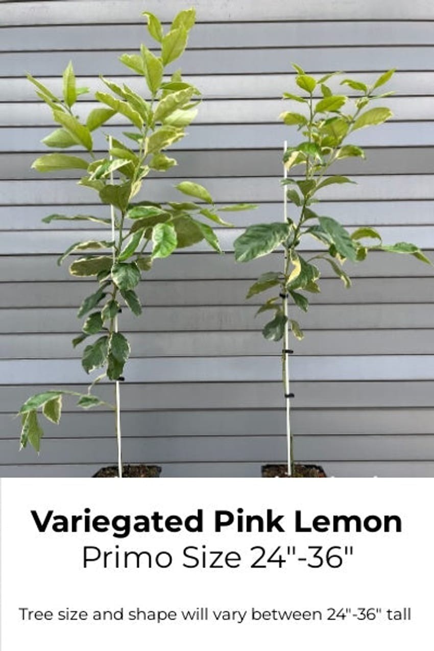 California only!! Variegated Pink Lemon Tree, 24-36 inches tall, grafted