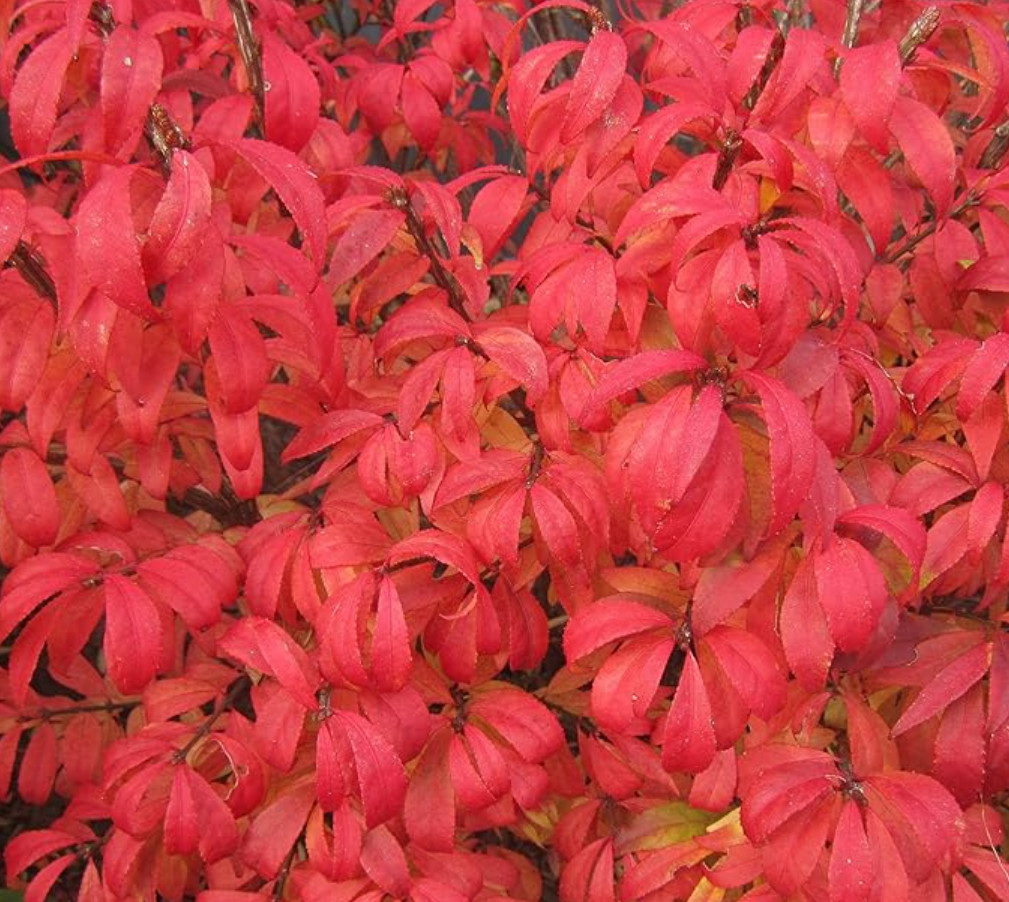 Dwarf Burning Bush – Live Plant in 4″ Pot (8–14″ Tall) – Hardy Shrub