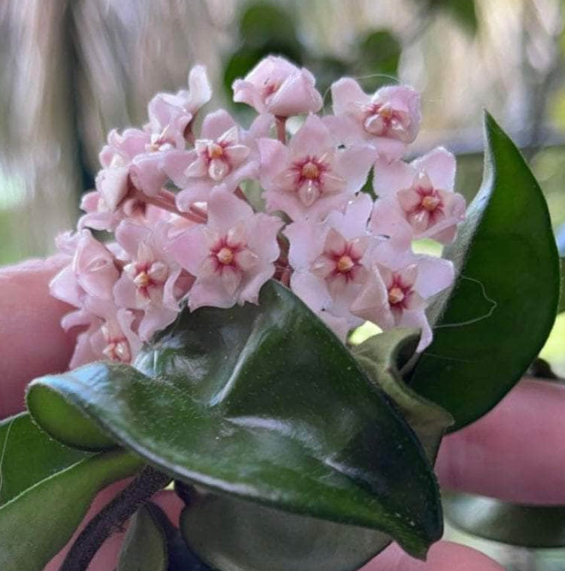 Live Hoya carnosa Compacta Green Plant – 4” Pot – Hindu Rope Plant