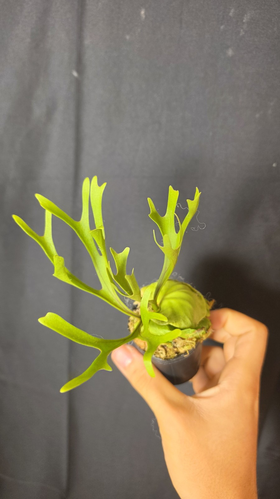 RARE Platycerium Ridleyi “Nano” USA SELLER
