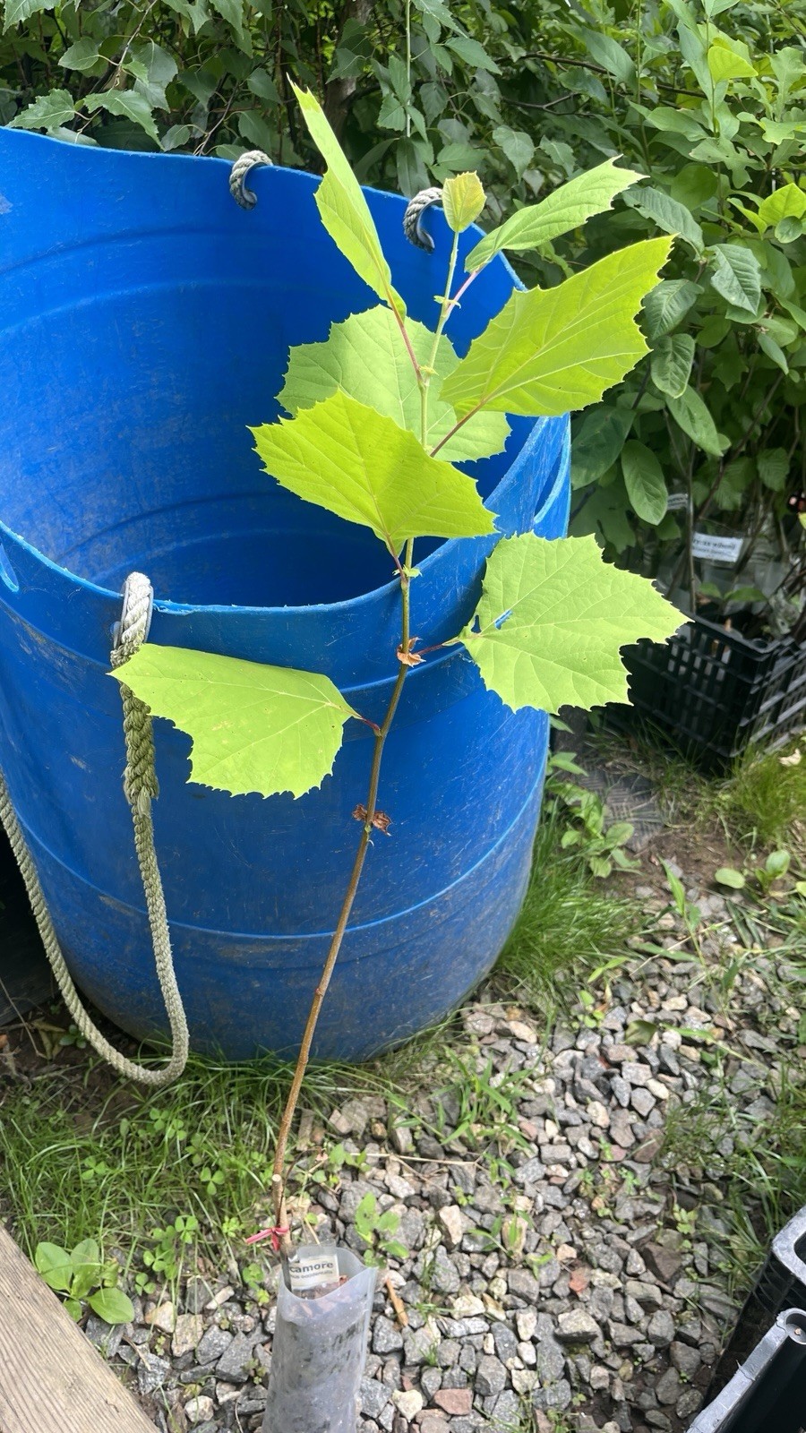 2-3 ft tall American Sycamore Tree – Platanus occidentalis 2 year old tree