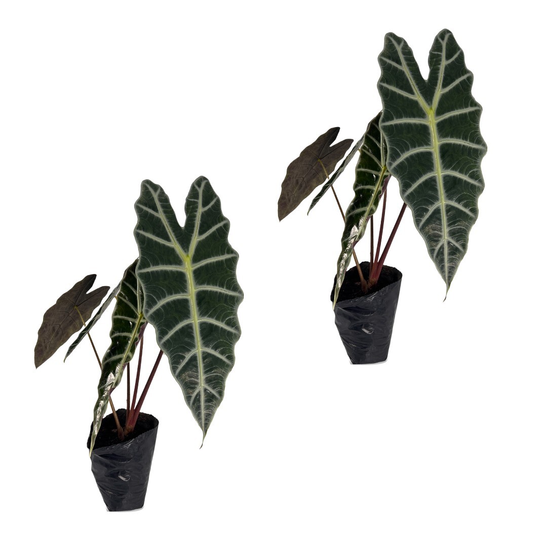 Alocasia Amazonica (2pack) by LEAL PLANTS ECUADOR | Elephant ear Plants