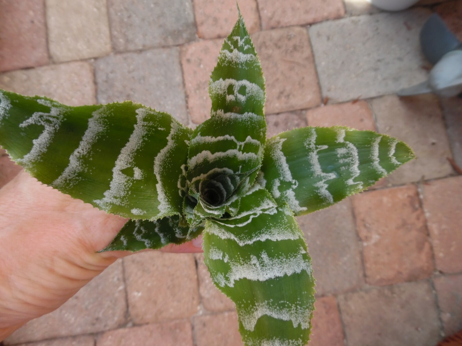 Cryptanthus BETTY ANN PREVATT Bromeliad one tropical plant *MEDIUM*