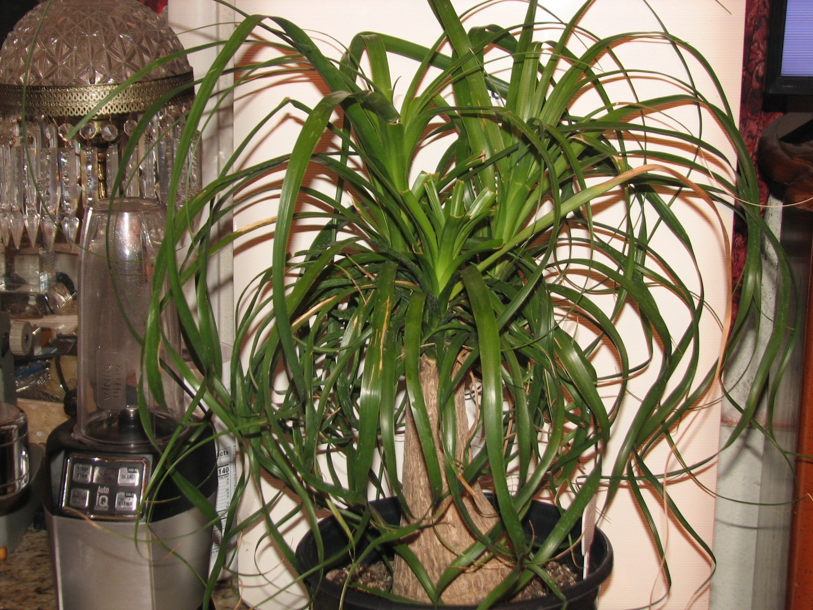 15 X 21 inch ponytail palm with a 4 inch trunk