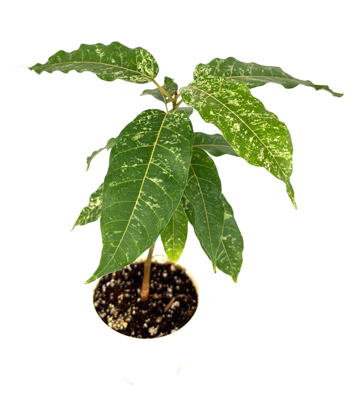 Ficus Clown Fig Live Potted House Plants Air Purifying