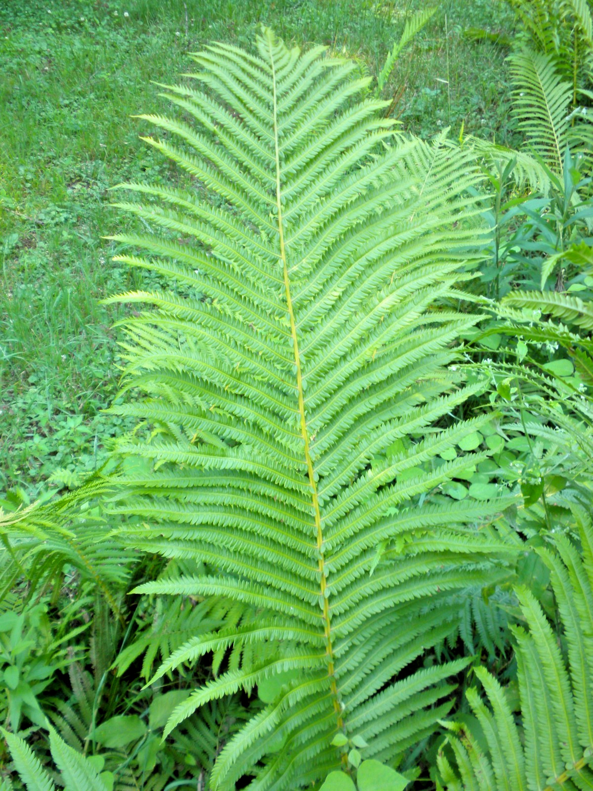 Ostrich (Cinnamon) Fern Crown Home Grown Woodland Bare Root Fern