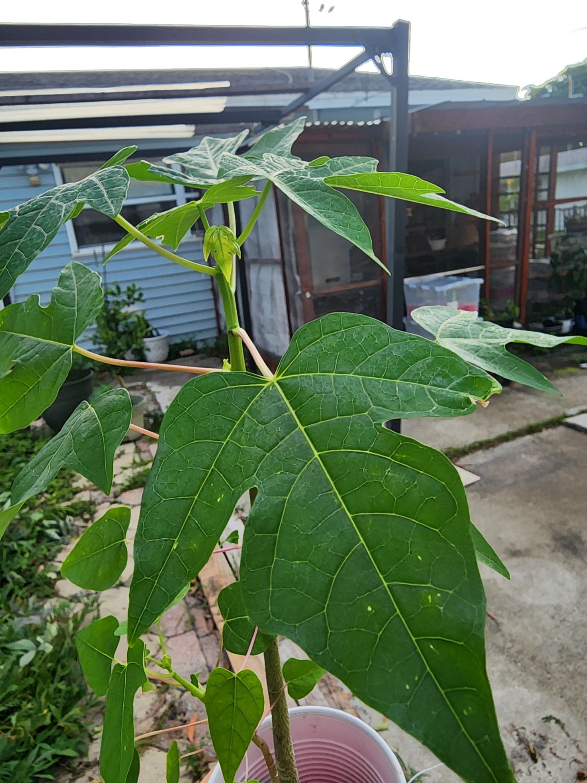 Kapoho Solo Papaya 6”–10” Live Hawaiian Plant | Sweet Golden Fruit – Organic USA