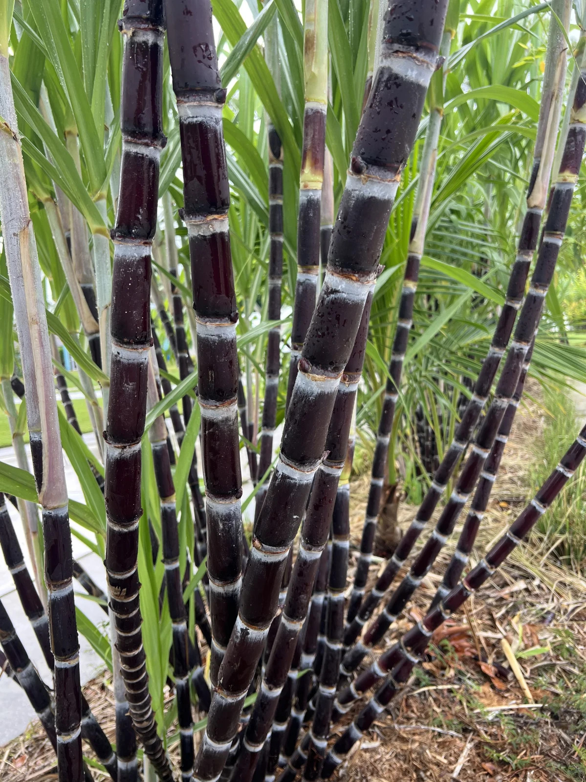 1 BIG SUPER SWEET Rare Organic Purple sugarcane plant well rooting