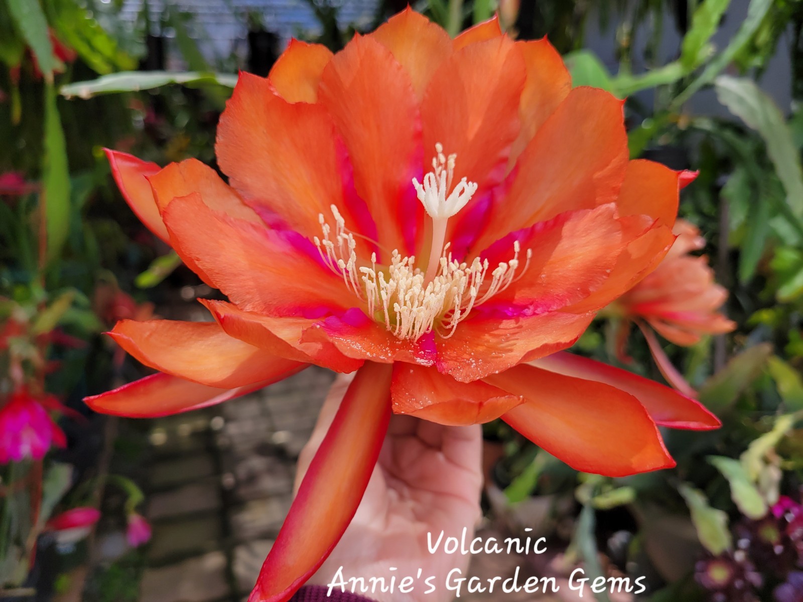 Epiphyllum Volcanic Unrooted Cuttings / 8 to 10 inches long / Orchid Cactus
