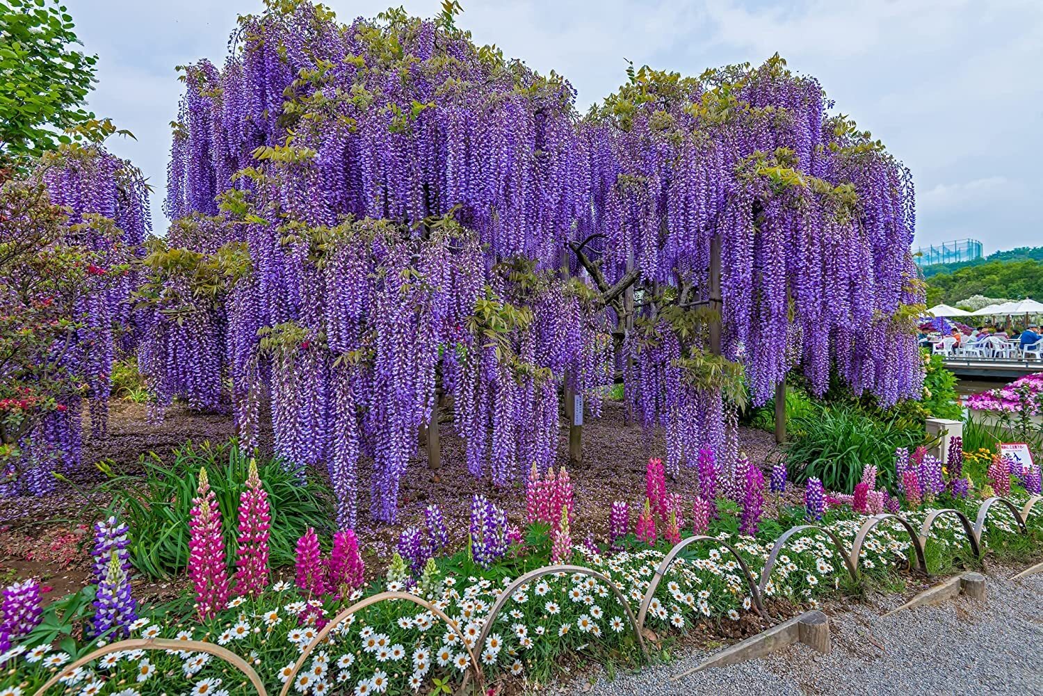 Exotic Chinese Wisteria Vine Seeds, 10 Pack – Wisteria sinensis – 10 Seeds to Gr