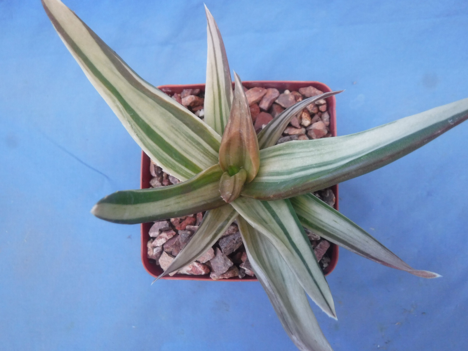 Aloe ‘Walmsley’s Bronze’ Starter Plants 2″-3″ Wide VARIEGATED! BRONZE in Sun!