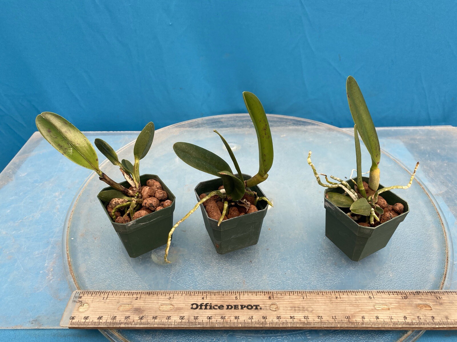Cattleya Rlc Tainan Gold ‘Hawaii 1’ Red Yellow Purple Orchid 2” Pot