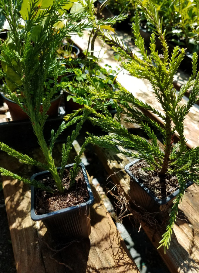 Cryptomerias Yoshino Cedars With Blue Green Summer Foliage Garden Live Quart Pot