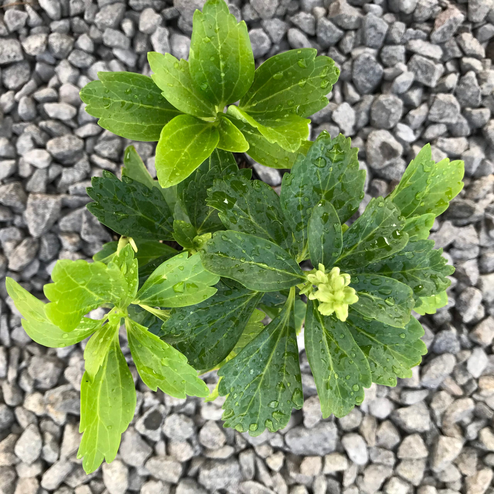 Pachysandra Spurge 108 Plants in 2-1/2 inch Pots