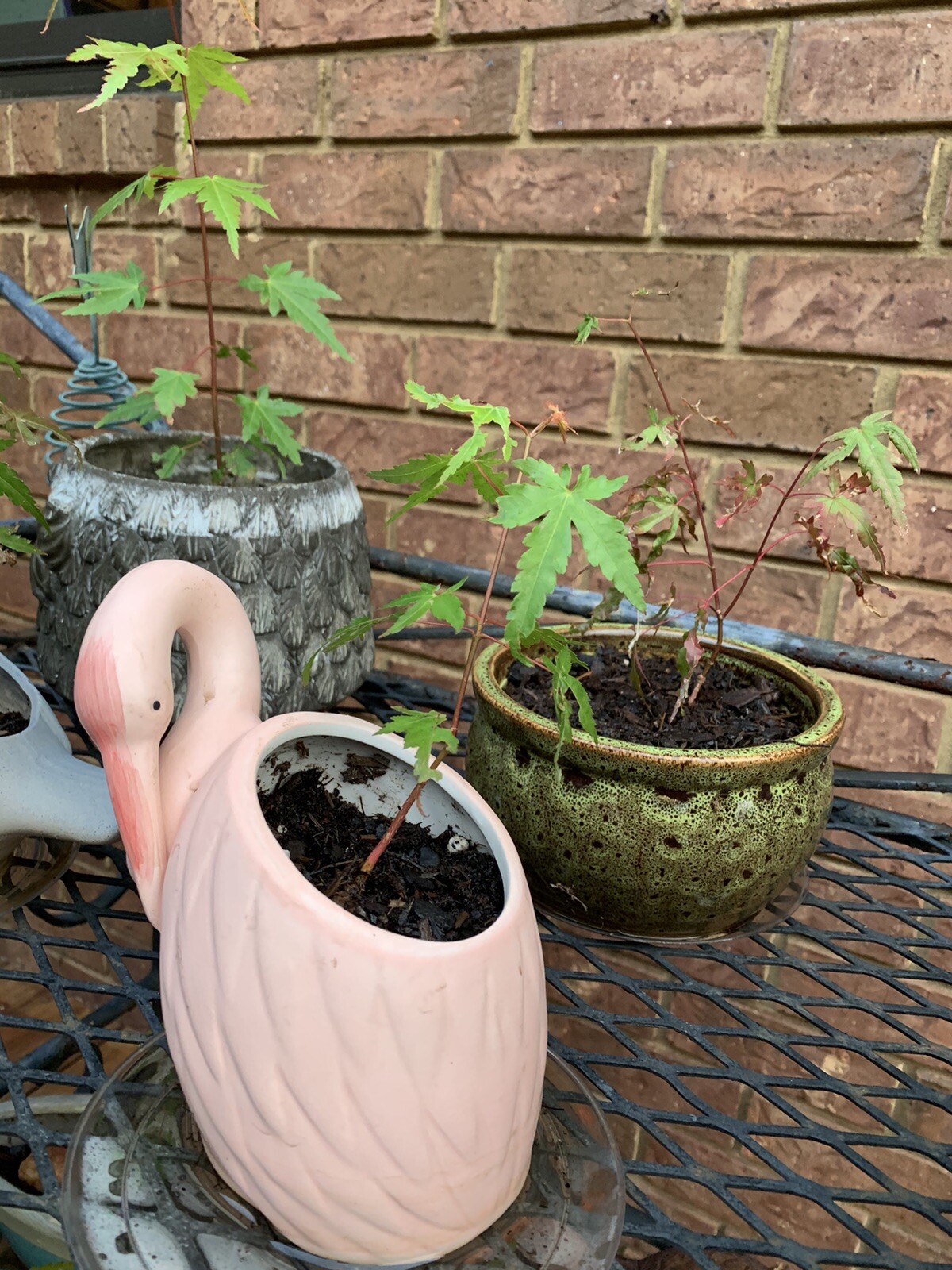 Two Japanese Maple Seedling 18 to 24 inches Ornamental Tree Sango kaku BARE ROOT