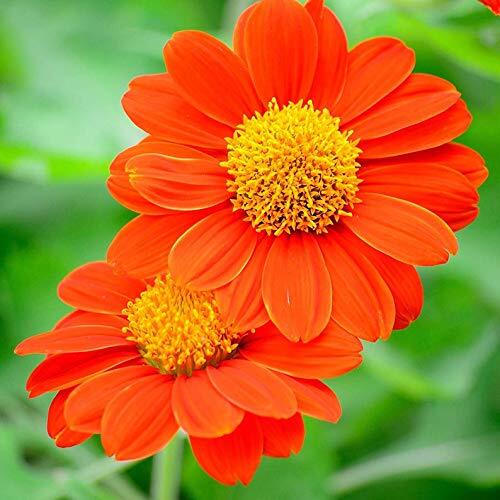 Mexican Sunflower Seeds | 100+ Seeds | Attract Butterflies and Hummingbirds