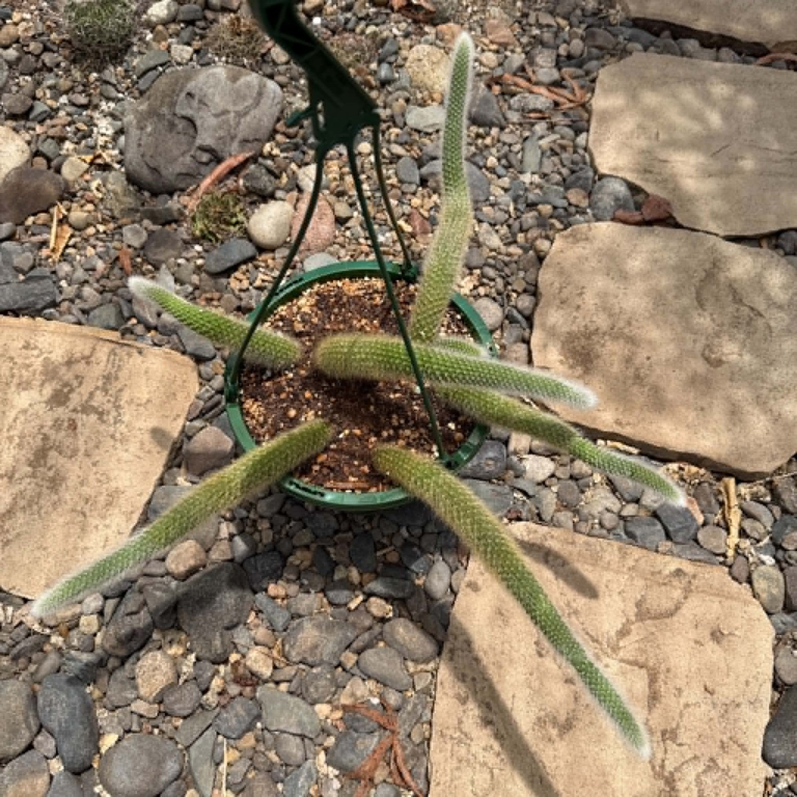 Cleistocactus Winteri ssp. Colademononis ‘Monkey Tail Cactus’