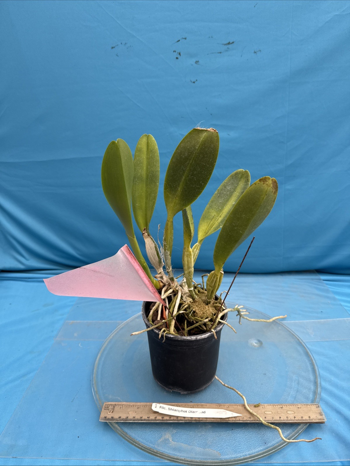 Cattleya Rlc Shinaphat Diamond White Yellow BS Orchid With Sheath 5.5” Pot