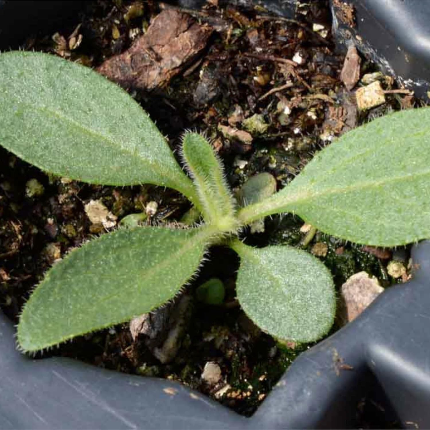 Black Eyed Susan Seeds for Planting 120,000+ Seeds Rudbeckia Hirta Perennial