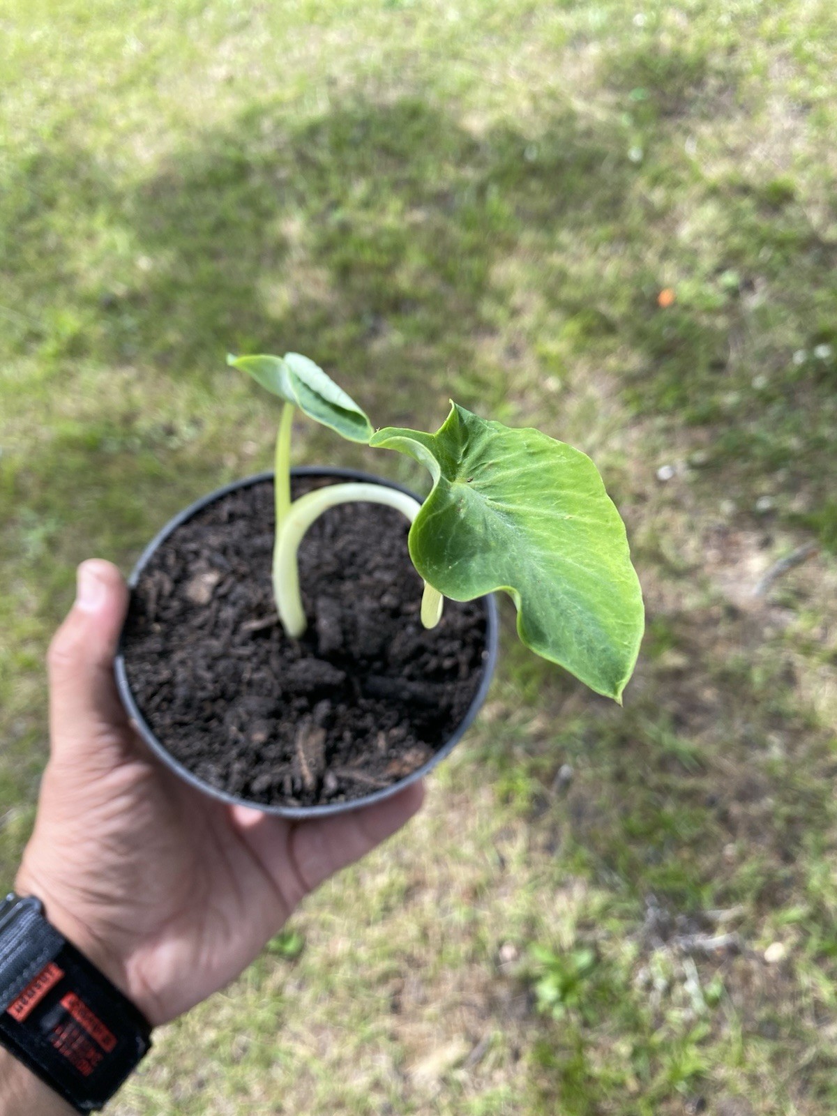 Giant Elephant Ear Starter Plants (12-14in)