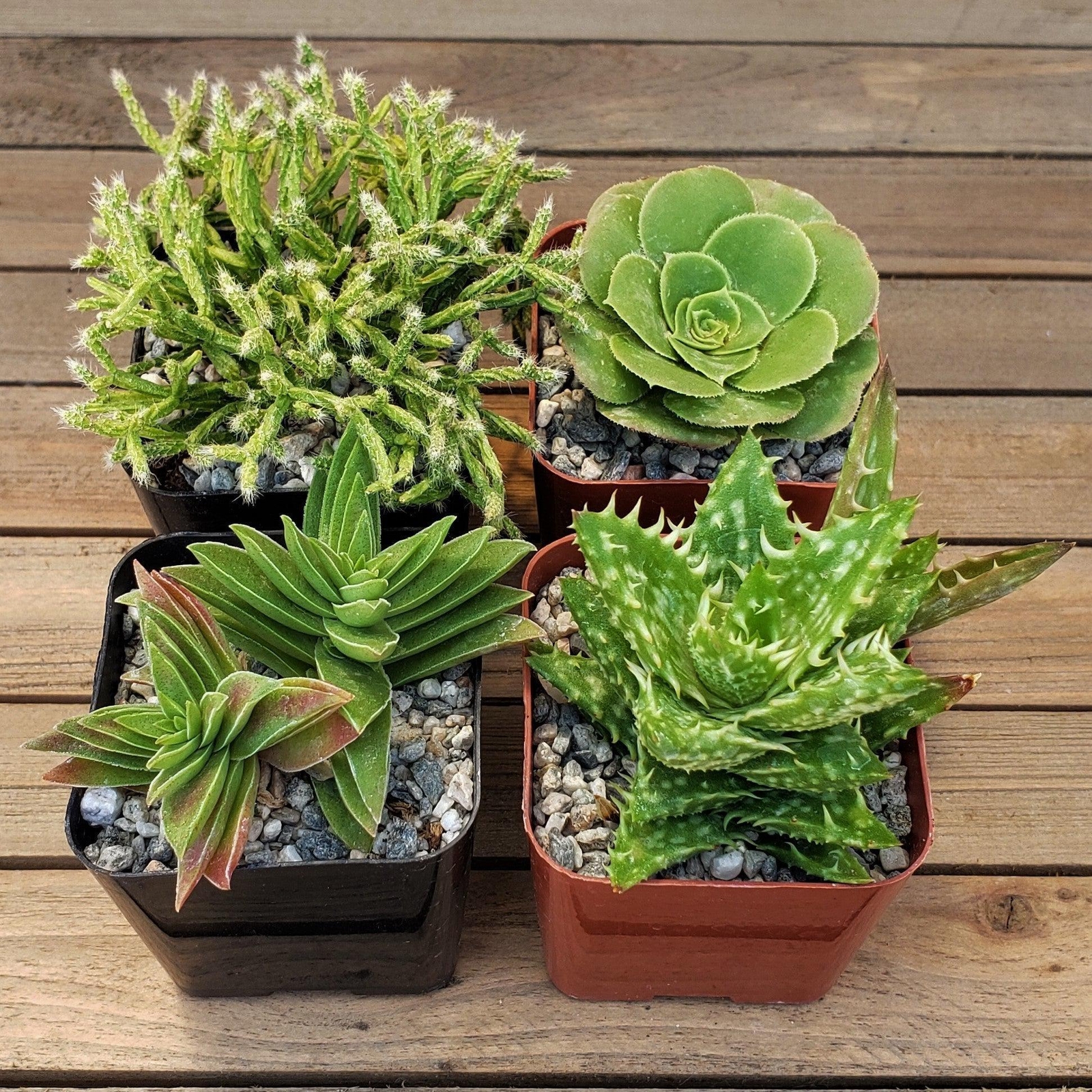Green Garden 2-Inch Succulents (9-Pack) cactus Cacti Succulent real live plant