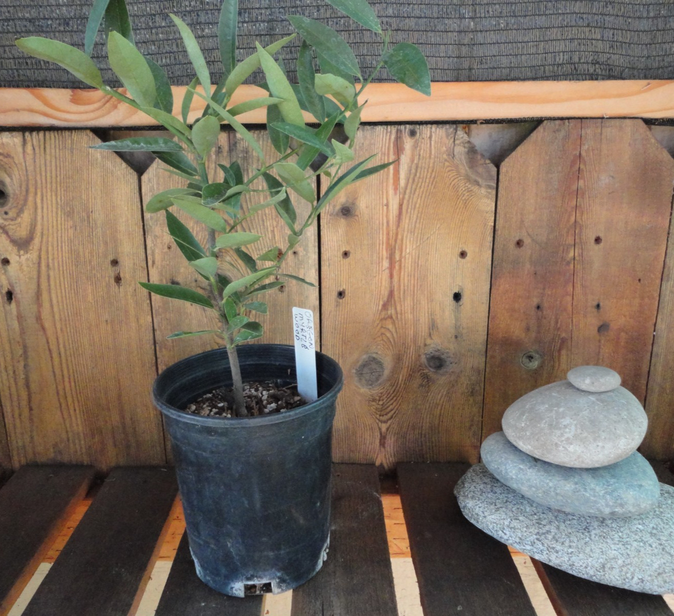Oregon Myrtlewood Tree Pre-Bonsai Live Evergreen 3 Year Old Grower’s Choice